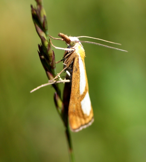 Catoptria